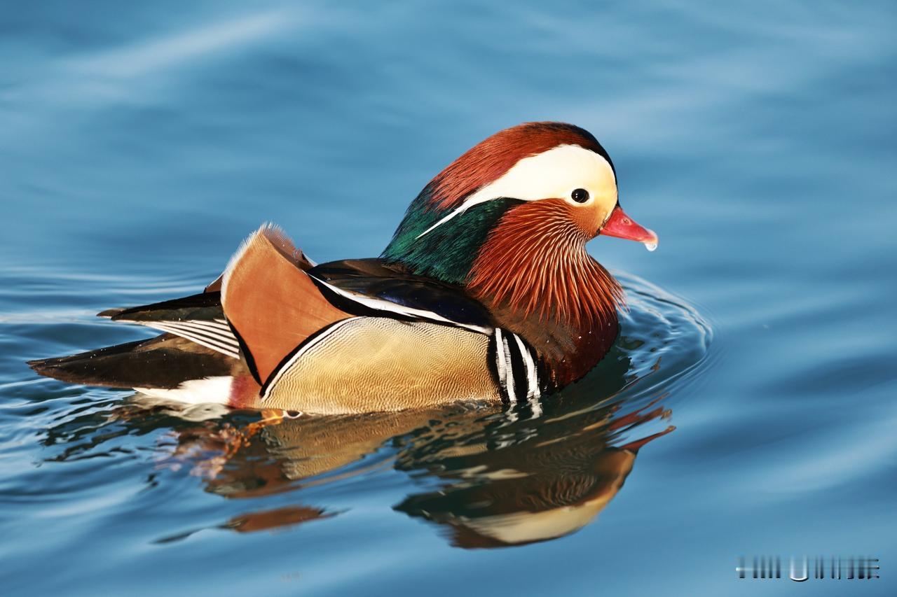 鸳鸯过大年
（拍摄于颐和园）