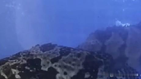 999元一只的帝王蟹，走进了南京大学食堂。

据视频11月2日报道，有4名同学买