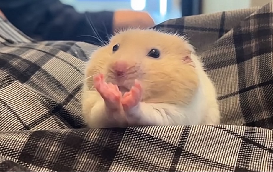 啊啊啊啊啊啊啊鼠鼠小手开花啦 ​​​