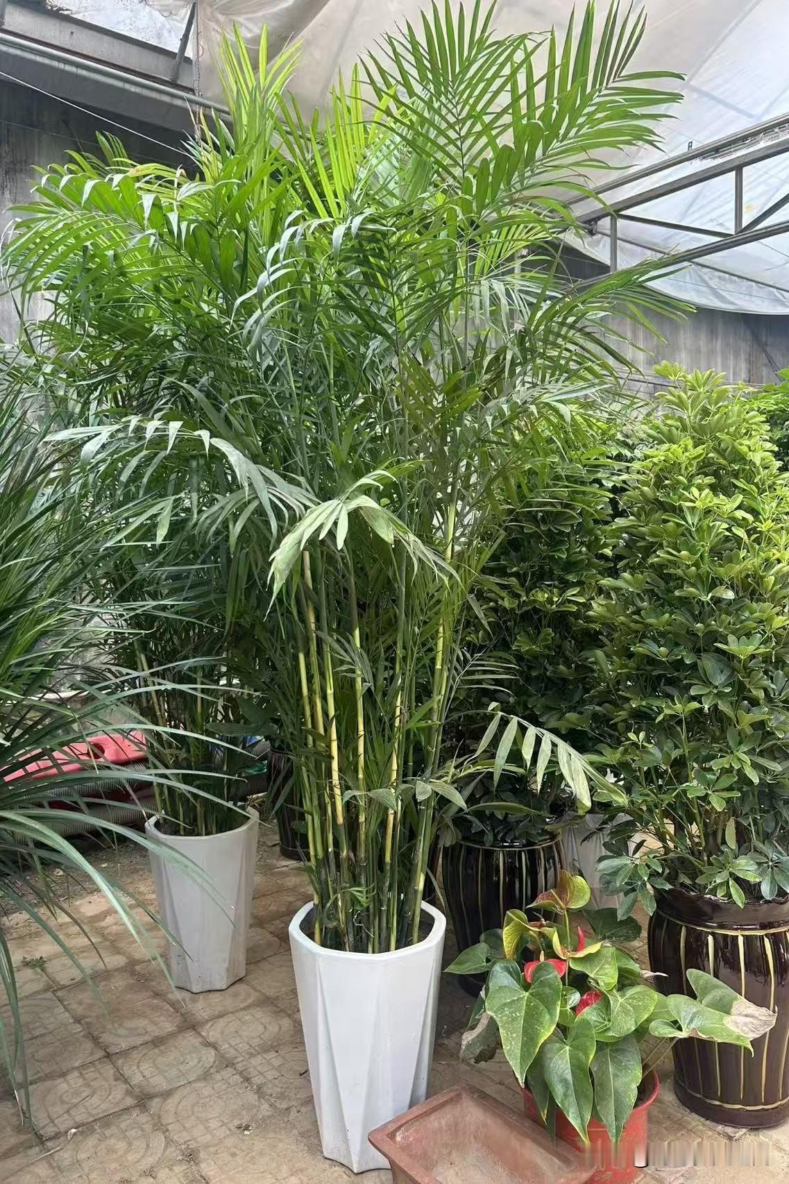 昨天去了我们这两的一个比较大的董村花卉市场，在那里选择几盘除甲醛的花卉，看了下容