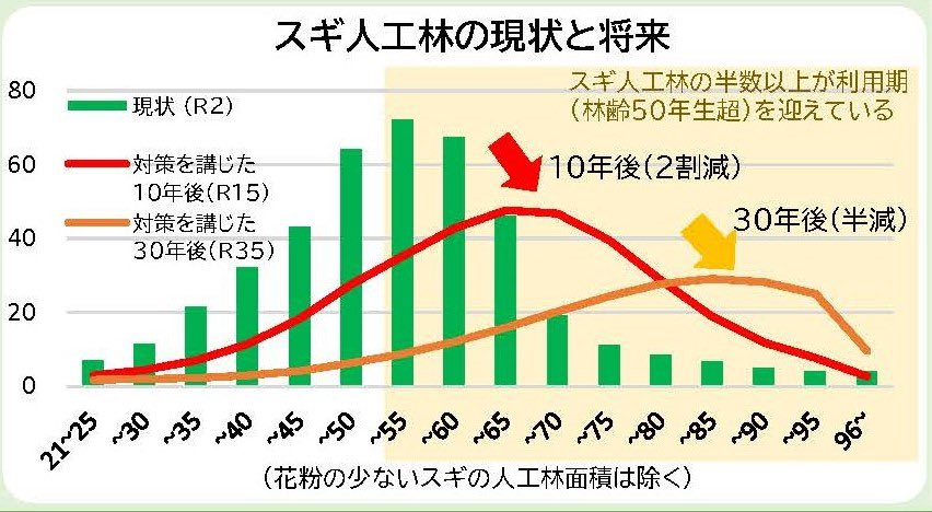 日本农林水产省提出，首先将树龄 20 年以上、花粉量大的人工杉树林，从 431 