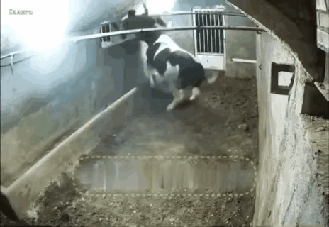 牛正趴着，这人一走近，牛立马起身猛把人顶墙上，还高高挑起！到底是前世冤仇太深，今