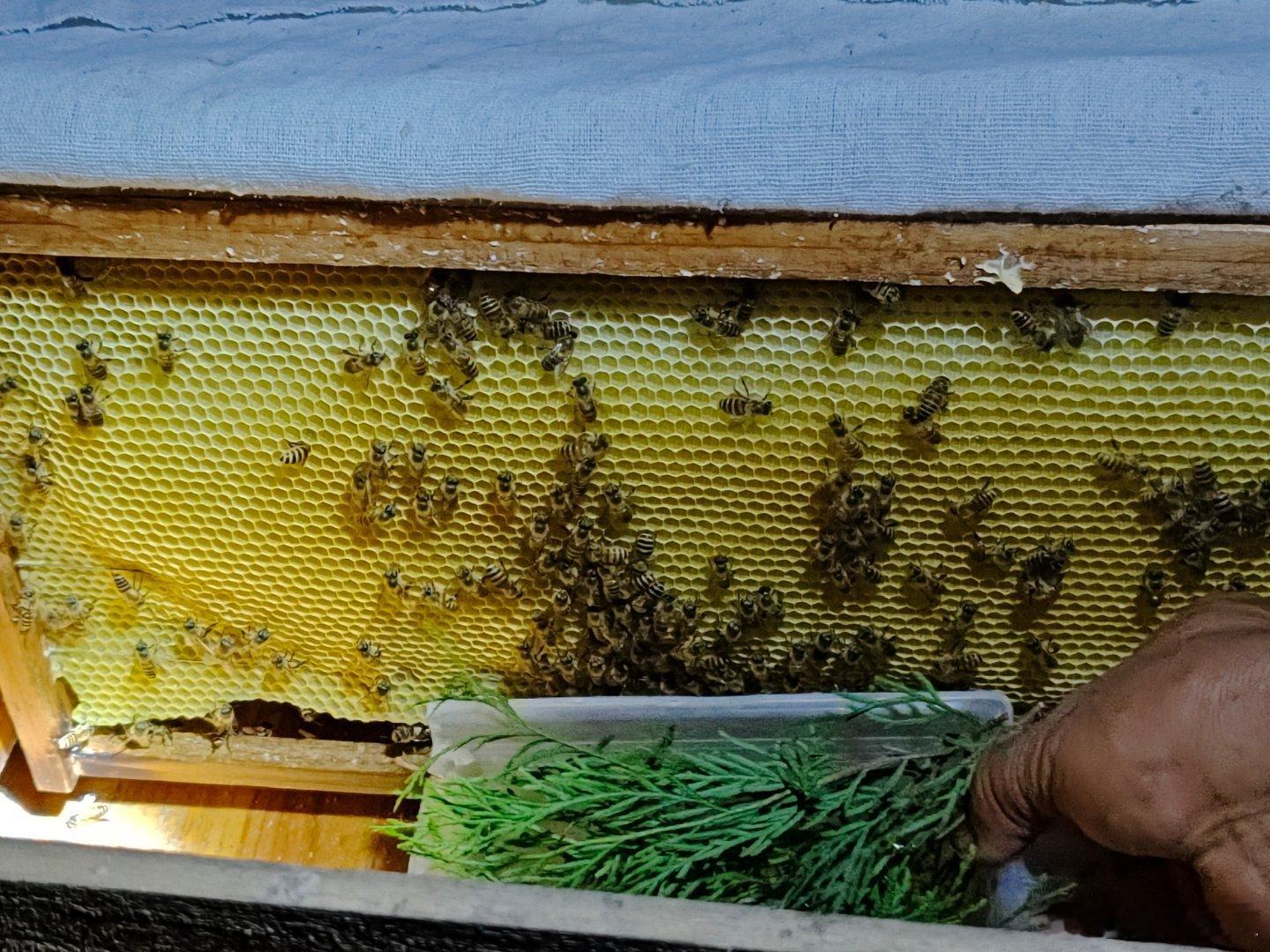 蜜蜂🐝🐝🐝🐝🐝🐝🐝🐝🐝🐝🐝晚上居然很乖！有人说我家真是什么
