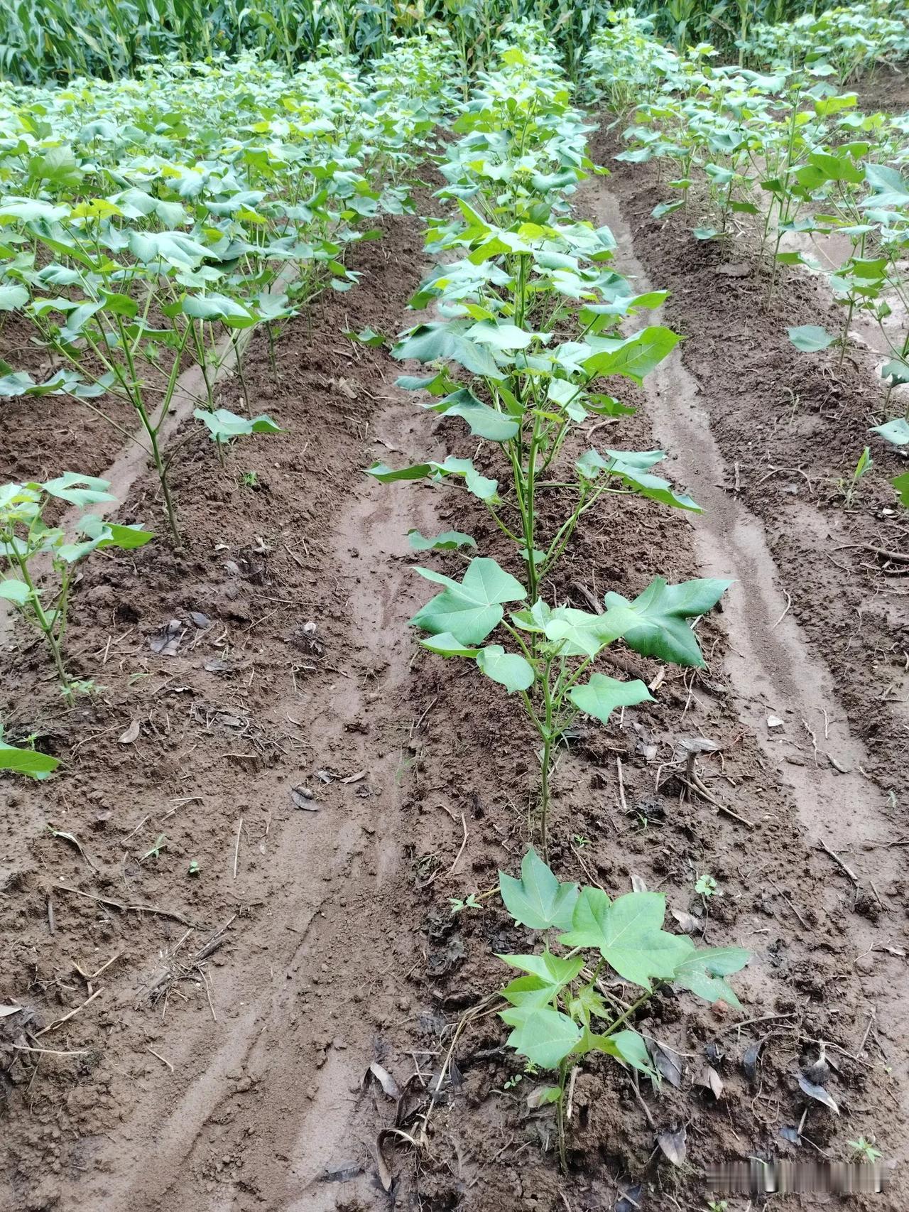 这下面一层白根都冒出地面了，我想这就是它们的主根吧，经过雨水冲刷都是张扬的显示它