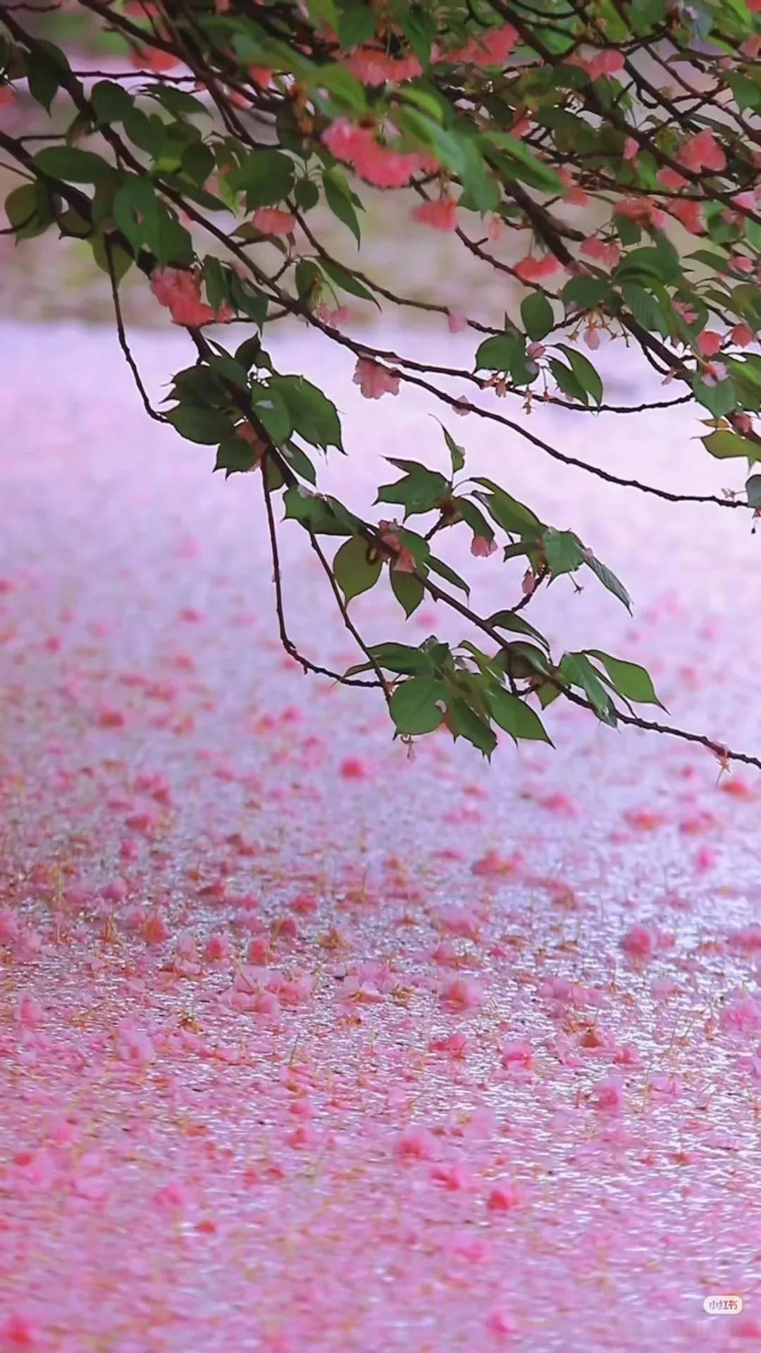 一池春水半池樱:苏州地铁站边的小水池，落英缤纷，落花流水，美轮美奂。

这里枝头