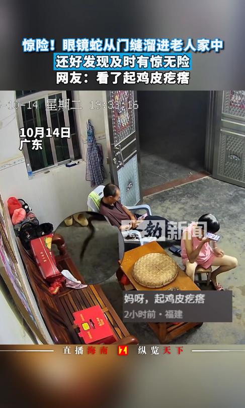 “太吓人了！”10月14日，广东一对老人坐在屋里玩手机，不料一条剧毒的眼镜蛇竟从