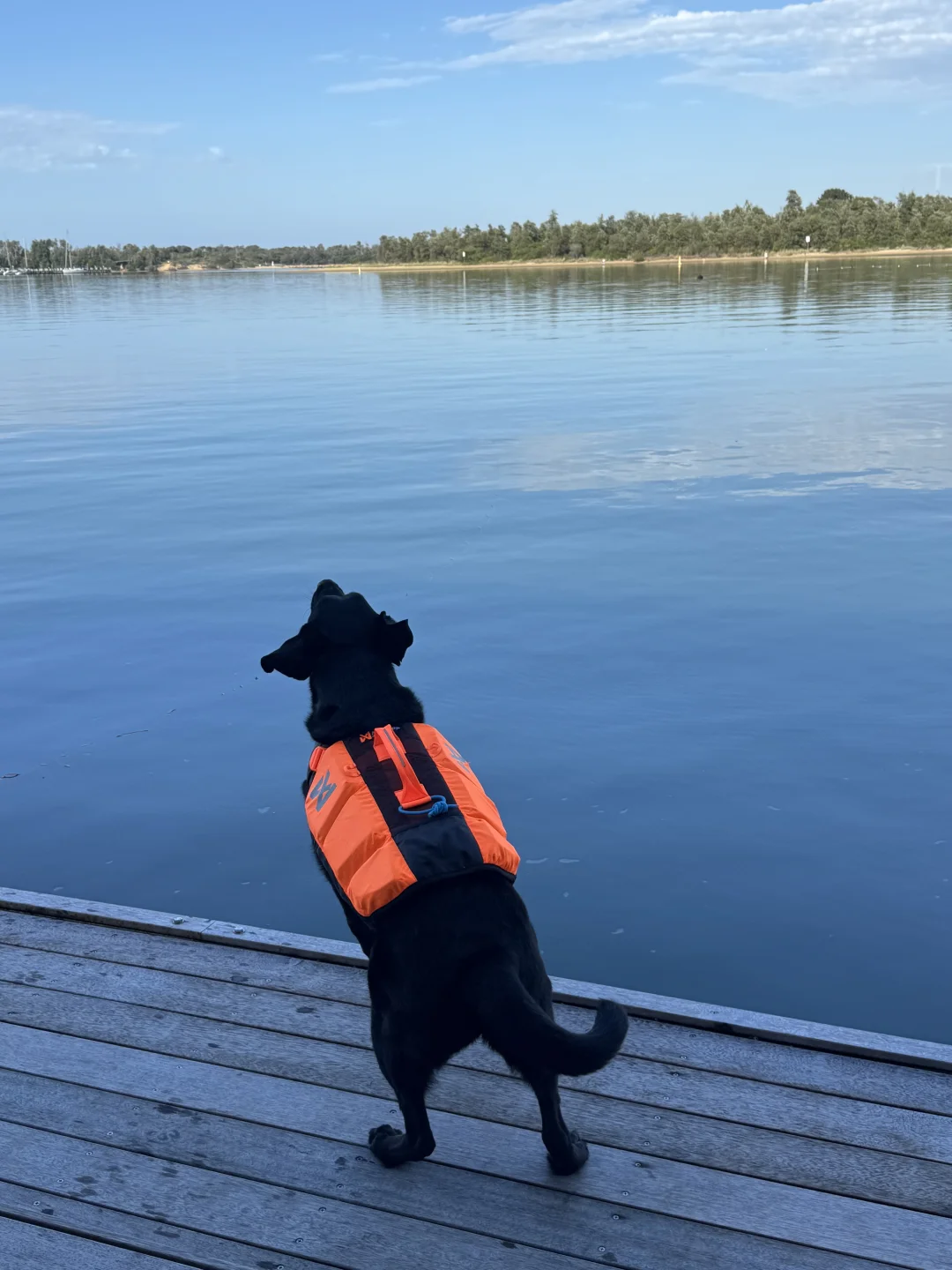 狗：无人机我讨厌你