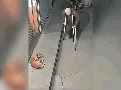 值得深思……
老头如果摔出个好歹
假如因为这事闹上法庭
大家说是该怪人呢？
还是