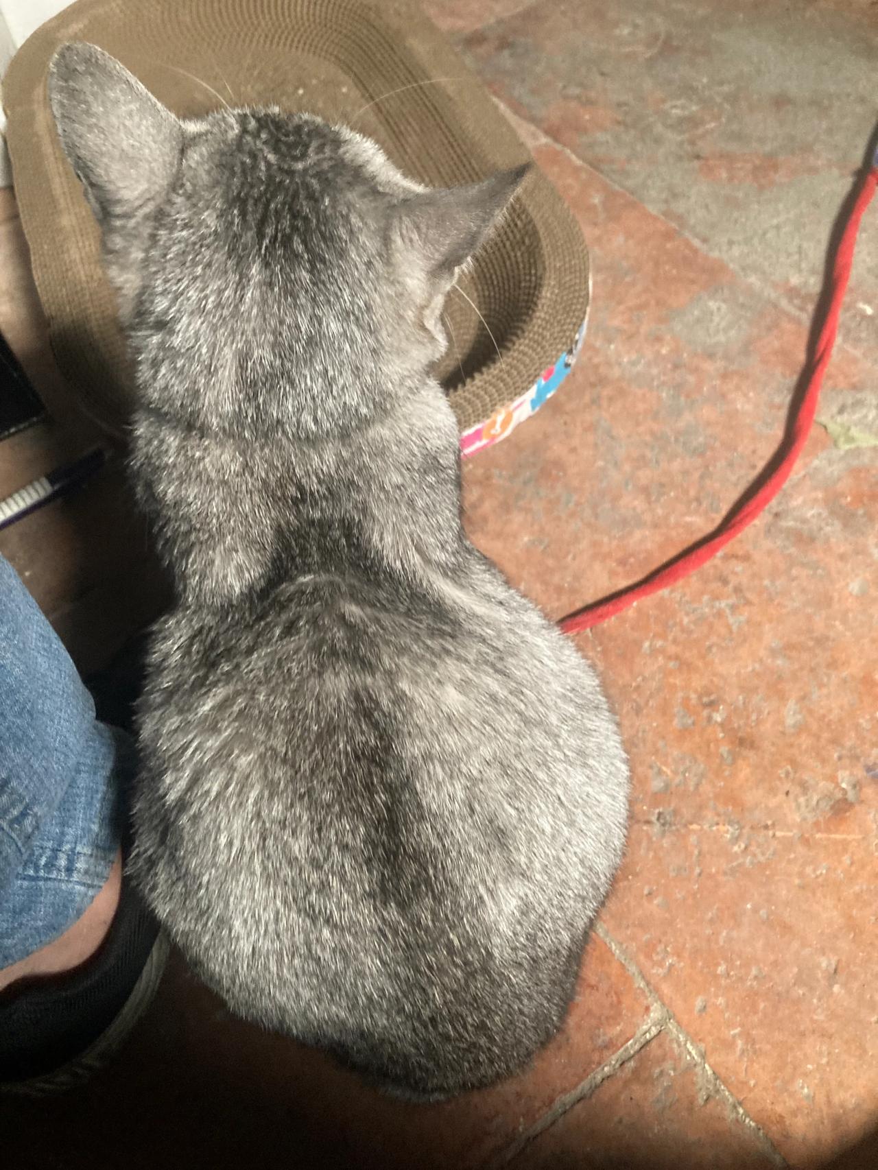 这么大肚子，好像有2只小猫