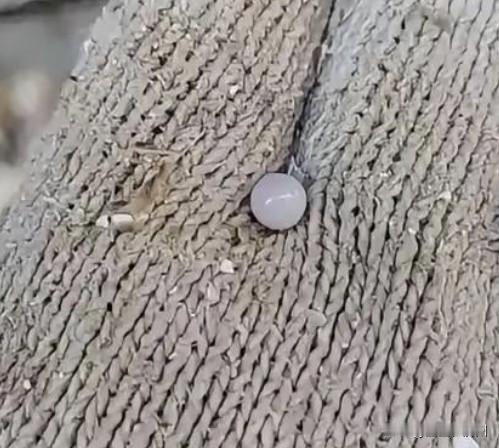 知道有珍珠，
第一次听说还有“蚝珠”，
这么珍贵的东西，
被惠州一位夜市老板开出