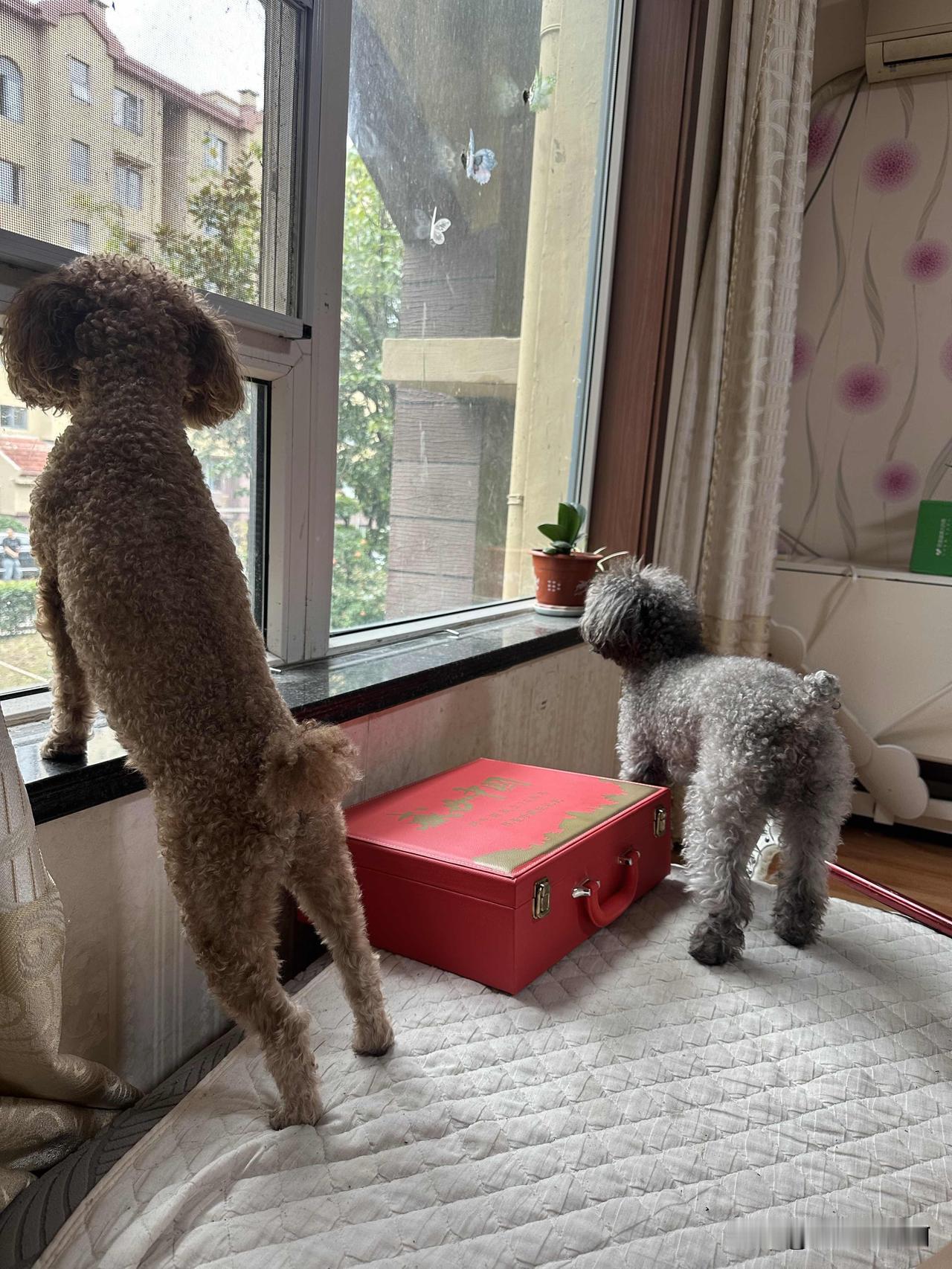 本就没有节日气氛了又赶上下雨，让这个节日更是没意思了。
十一点开车拉着螃蟹，鱼，