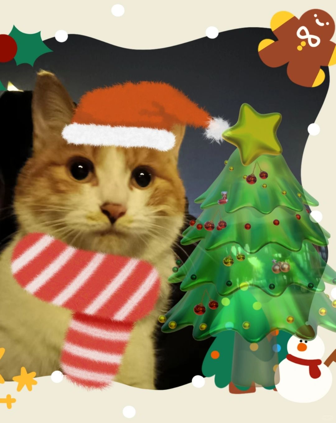 提前Miaorry Christmas！