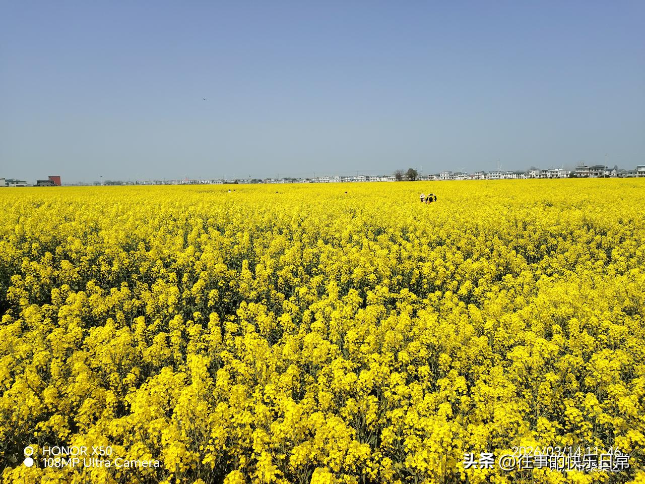 记录我的20262026年3月14日江州赏油菜花