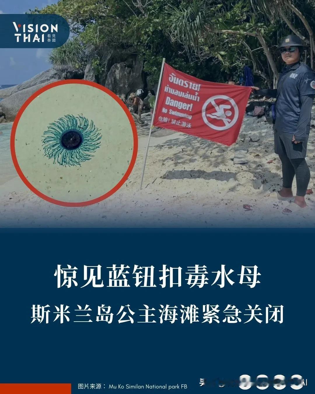 【泰国斯米兰岛惊见蓝钮扣毒水母紧急关闭】
泰国潜水天堂斯米兰群岛国家公园因蓝钮扣