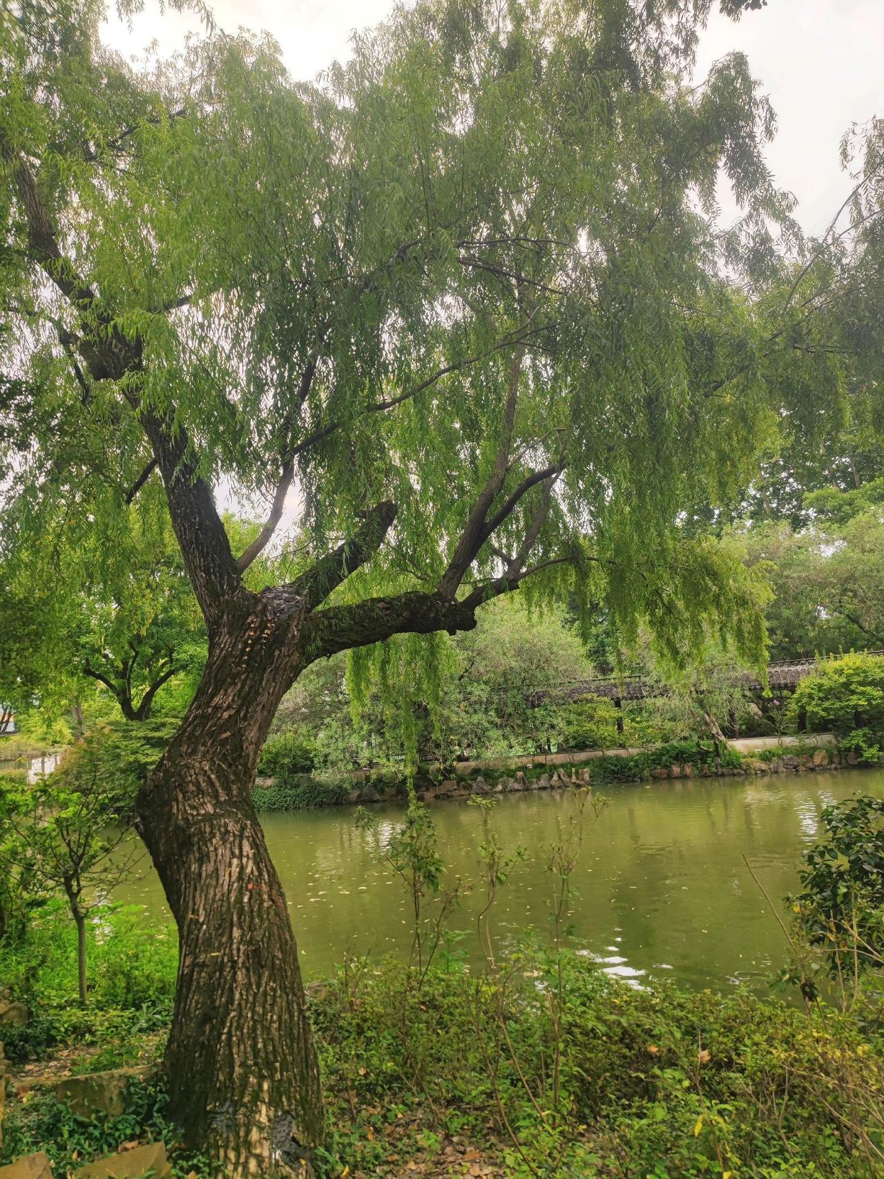 醉白池公园，典型江南园林特色，典雅清怡！！风景如画的地方 天然氧吧 自然美景