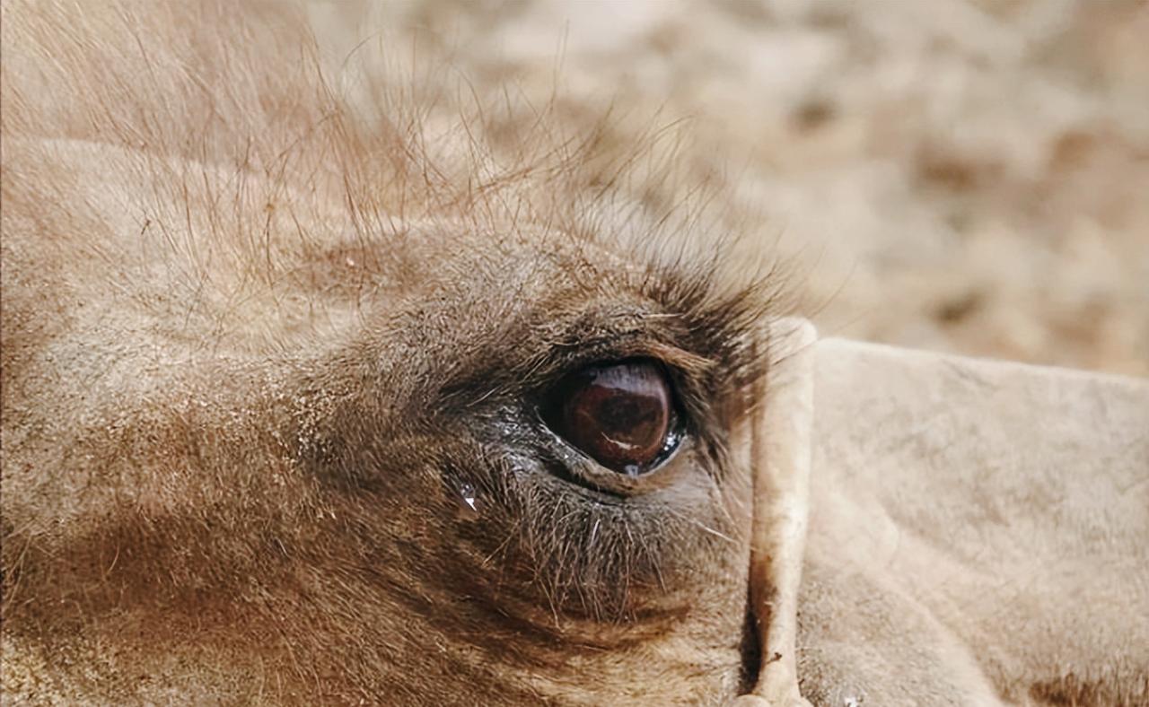 2020年，内蒙古一只老骆驼，竟独自穿行戈壁，跋涉100多公里回家！

戈壁正午