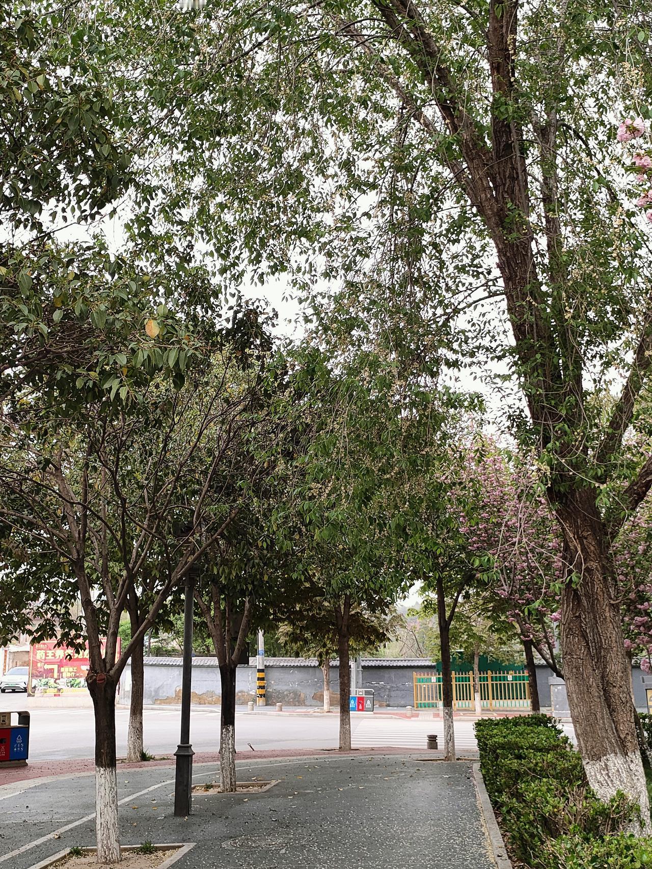 随手拍的绿意漫步这条林荫道，两旁的树木郁郁葱葱，枝干直指天空，织就出一片浓荫。风