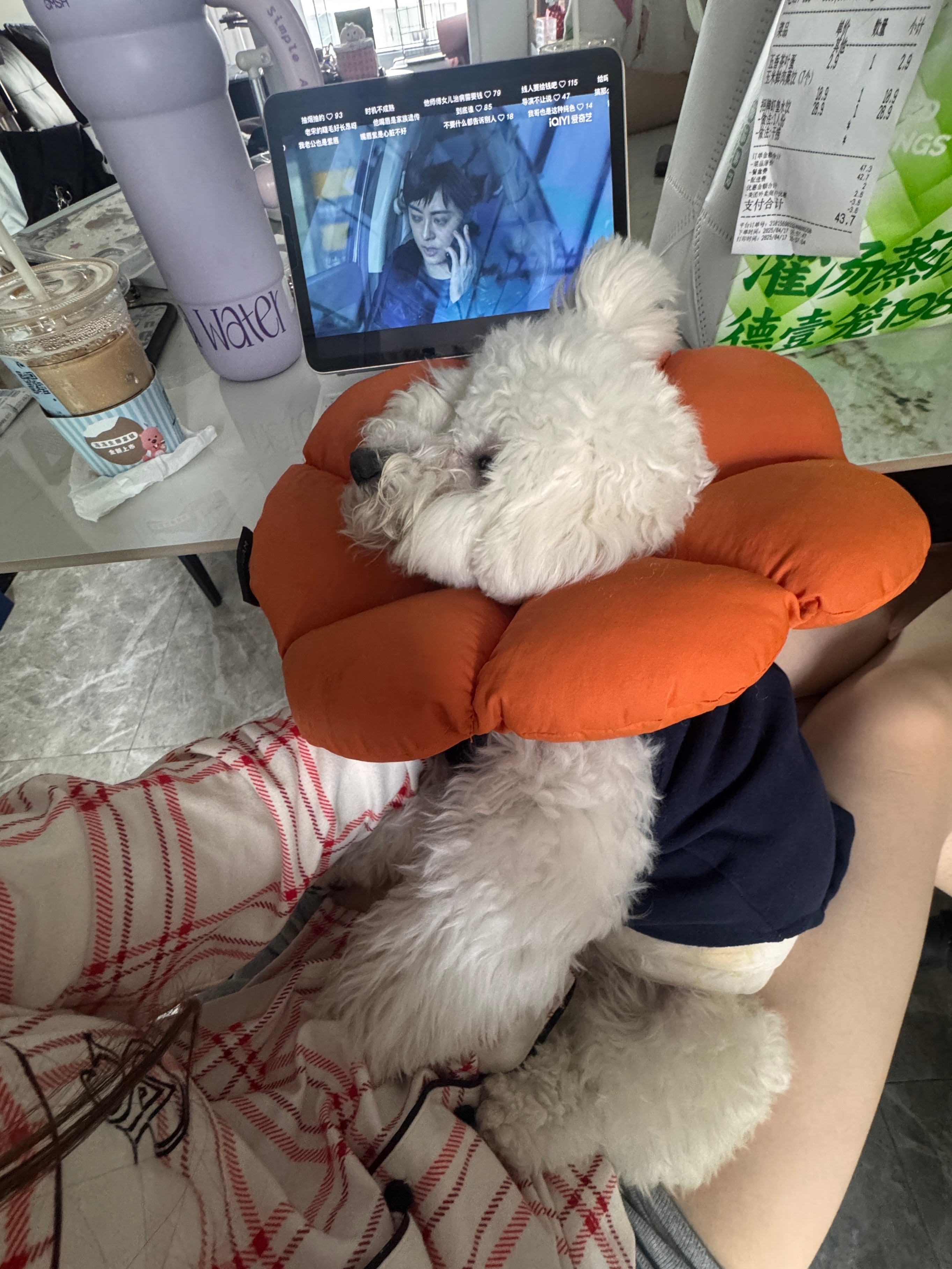 布噜真的好像我的孩子 ​​​