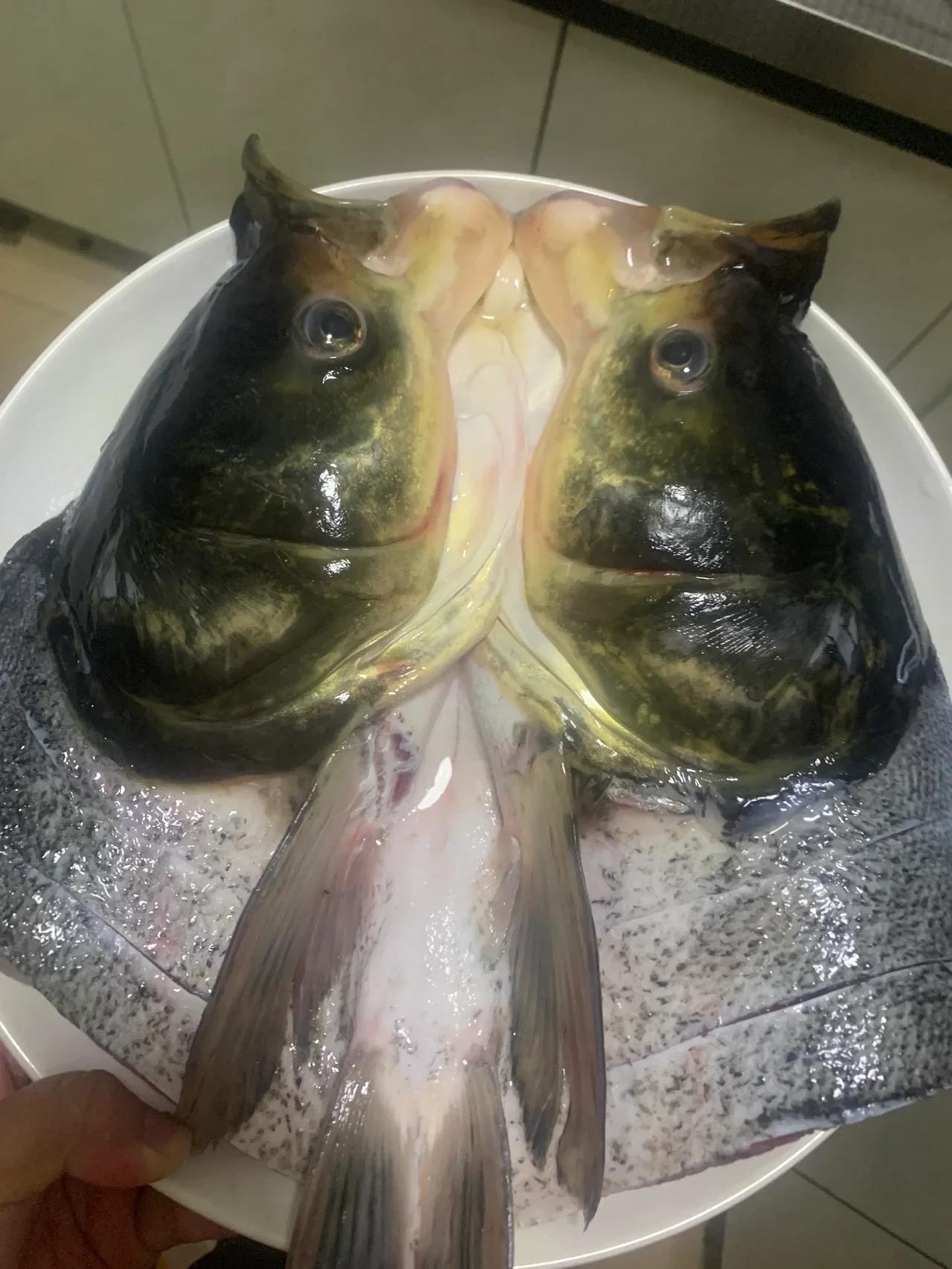 为什么鲢鱼如今鲜有人食用和饲养？三个原因可归纳如下：

鲢鱼是我国四大家鱼之一，