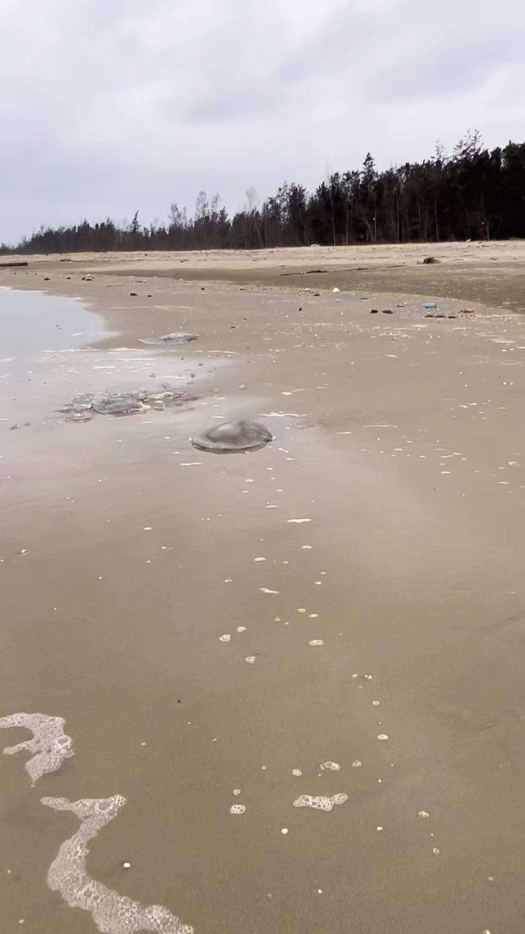 🌊海边清理废弃水母，这些小生命被冲上岸后几小时就会腐烂发臭，必须及时处理。把它