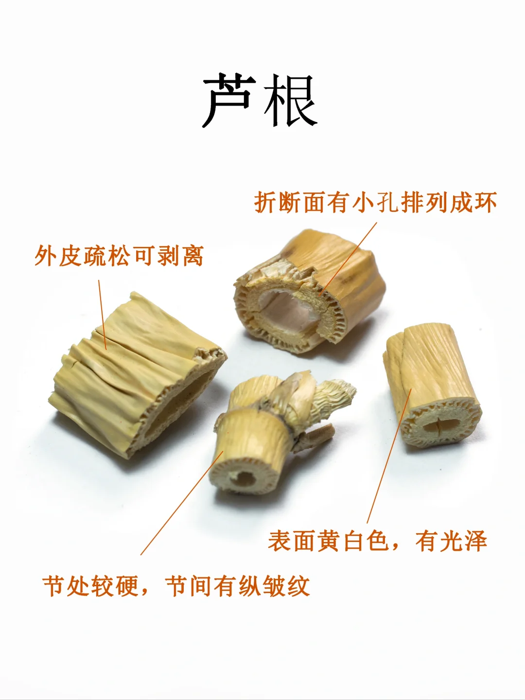 中药图鉴｜芦根