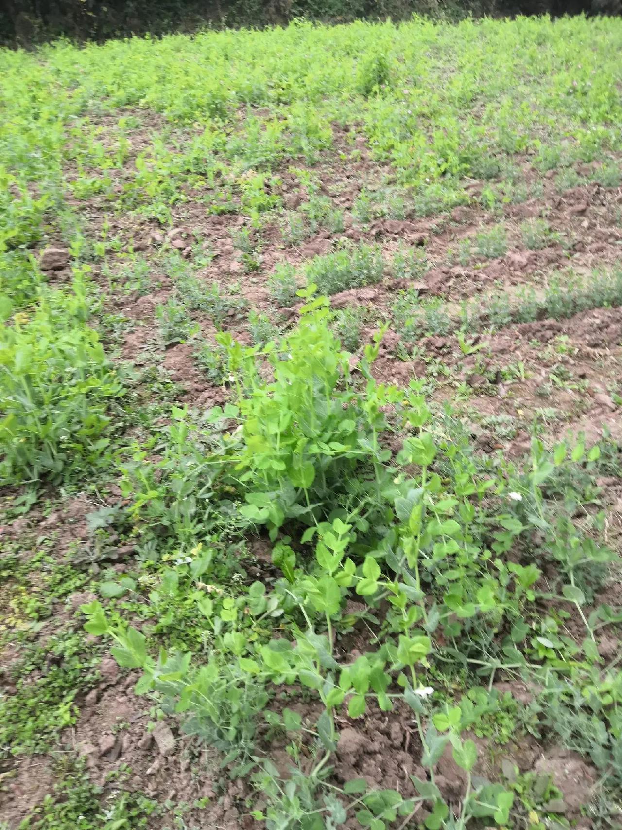 我的农村生活 乡村的生活 农田是什么样子的 农村生活日常 植物生长过程