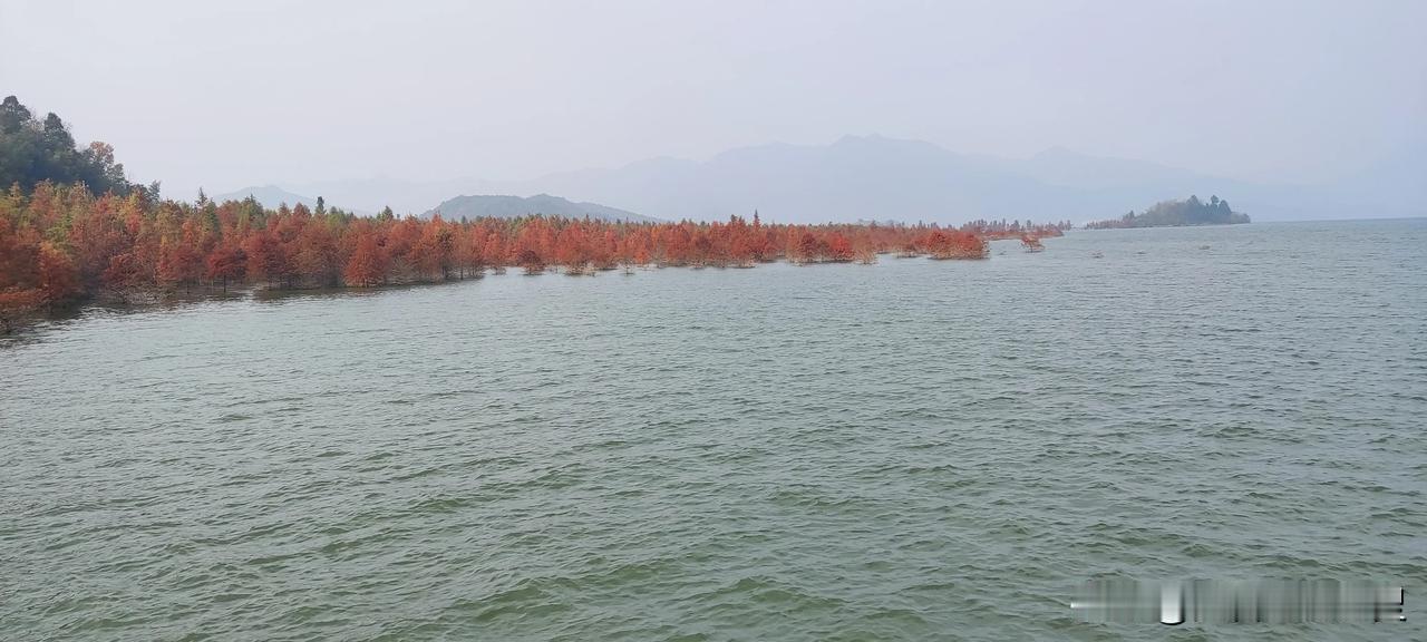 今年黄岩长潭水库的红杉林肯定比往年更好看，原因无他，就是水库水位高，我们知道镜面