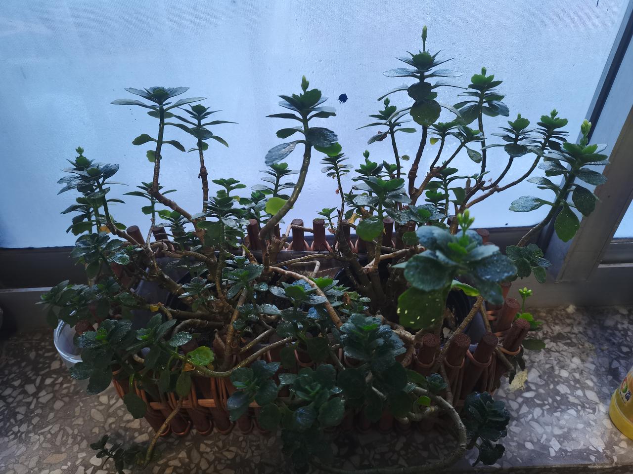 推开办公室的门，最先打招呼的，不是同事，是窗台上那盆绿植。

几天没注意，竟然冒