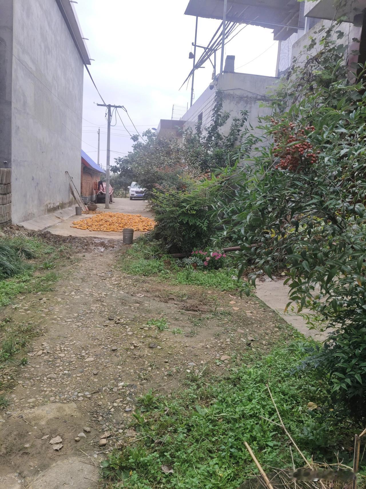 今天下午没事干，拿起手机，出去溜达一圈，留下那些让你心动的乡村风光。
让镜头跟随