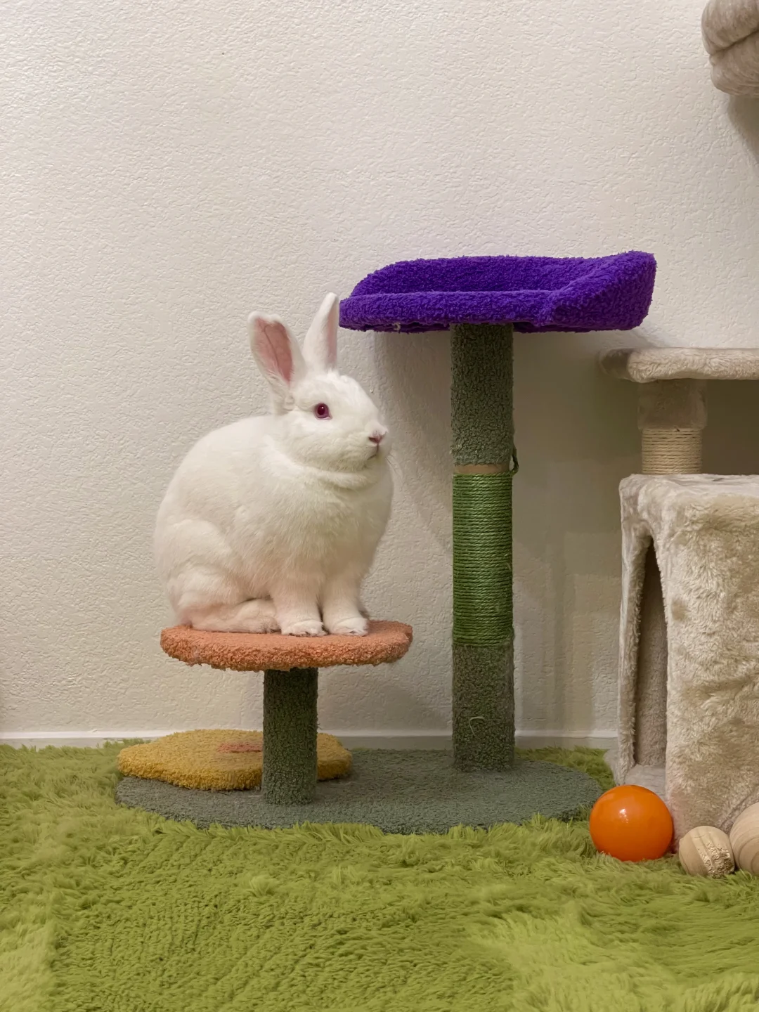 🐇Angle弟弟✨✨✨
