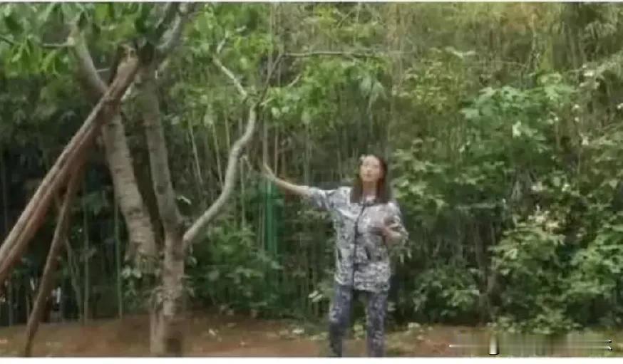 周海媚别墅现状曝光：空巢荒凉，菜园破败被白雪覆盖，人走茶凉

近日，有网友曝光了