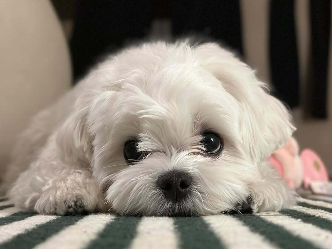 我就这么看着你，看你什么时候摸我 