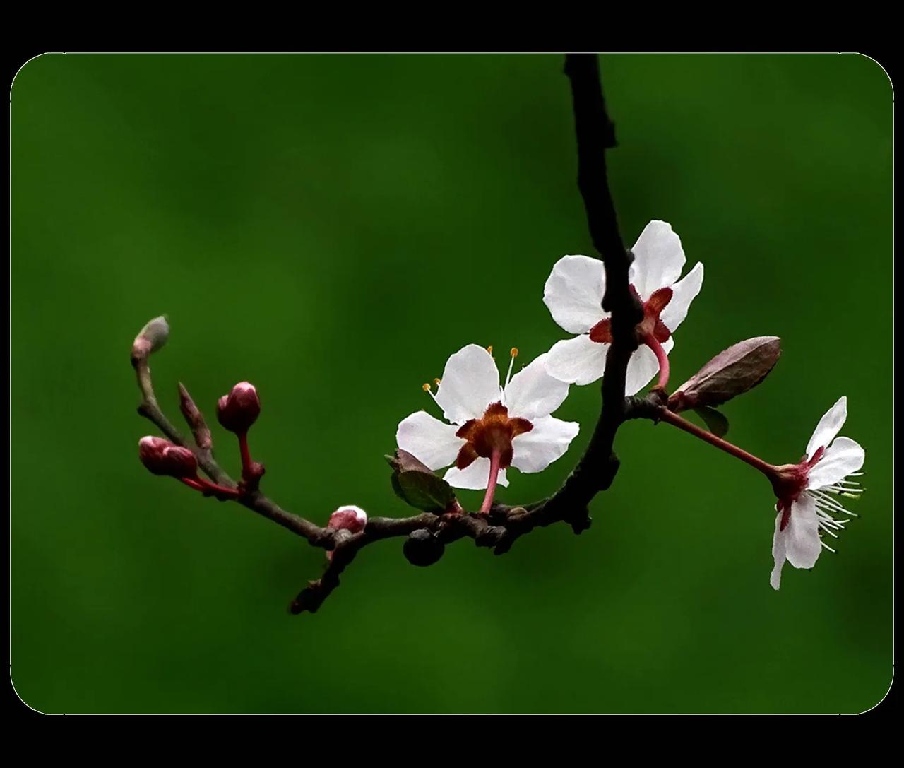 《紫叶李花》
美人梅开花以后，紫叶李开花了。美人梅与紫叶李有“血缘关系”，美人梅