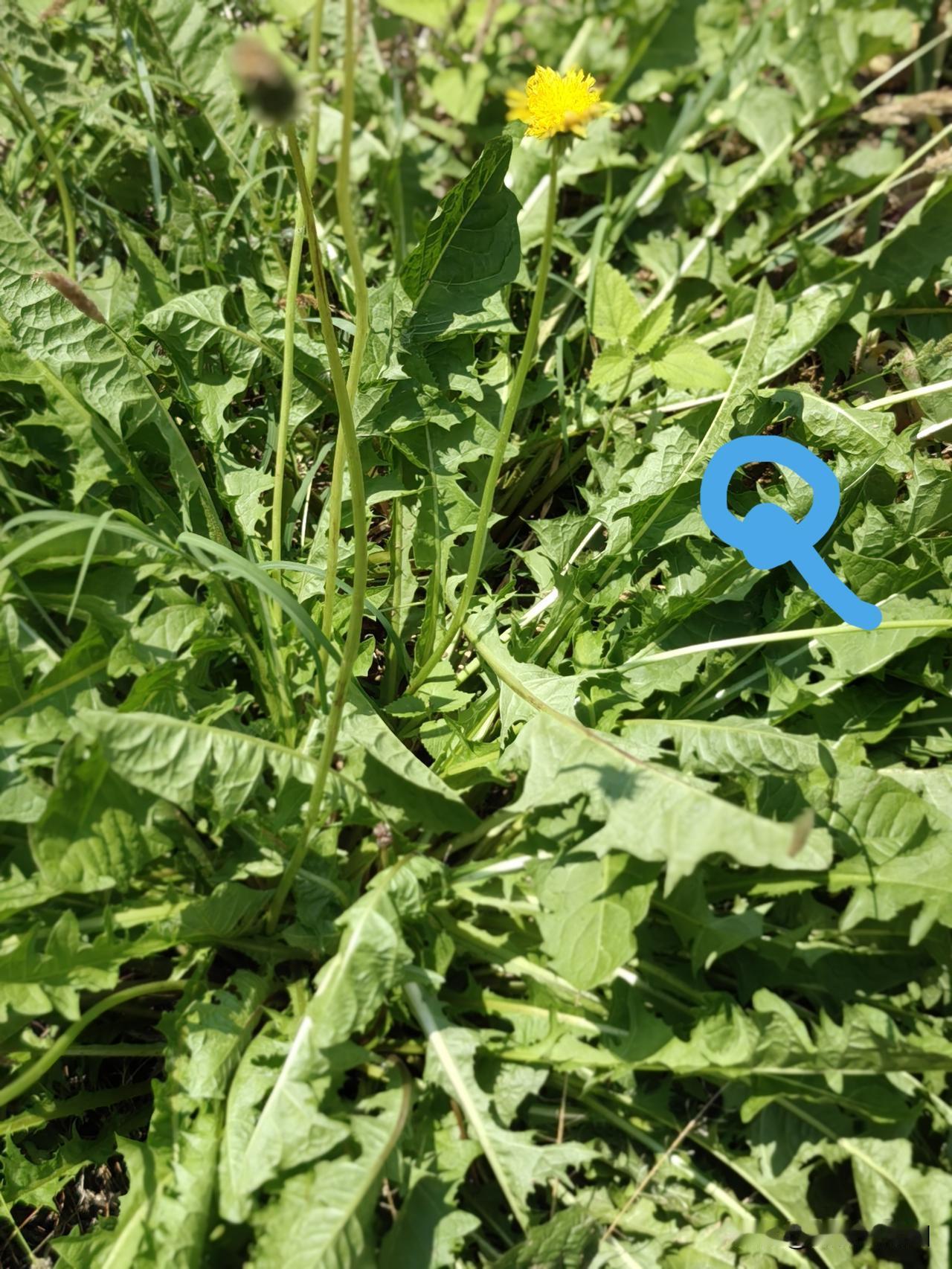 种过最省心的菜是啥?蒲公英——不是之一，的确是第一省心。

1、蒲公英不挑地，当