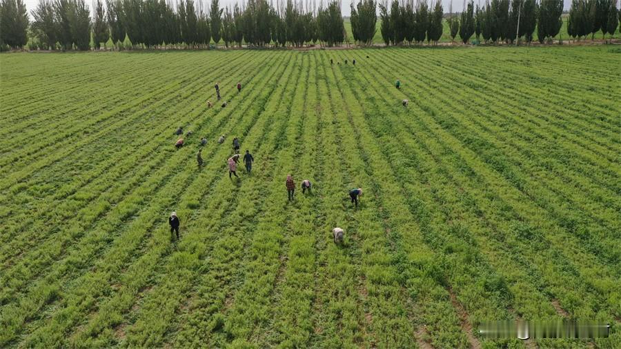 招募新疆中药材产供销一体化运营基地，助力中药材产业升级

“高鹏说药材”中药产业
