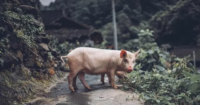 北方猪价要稳住了！后市能否触底反弹？丨附明日12.4猪价