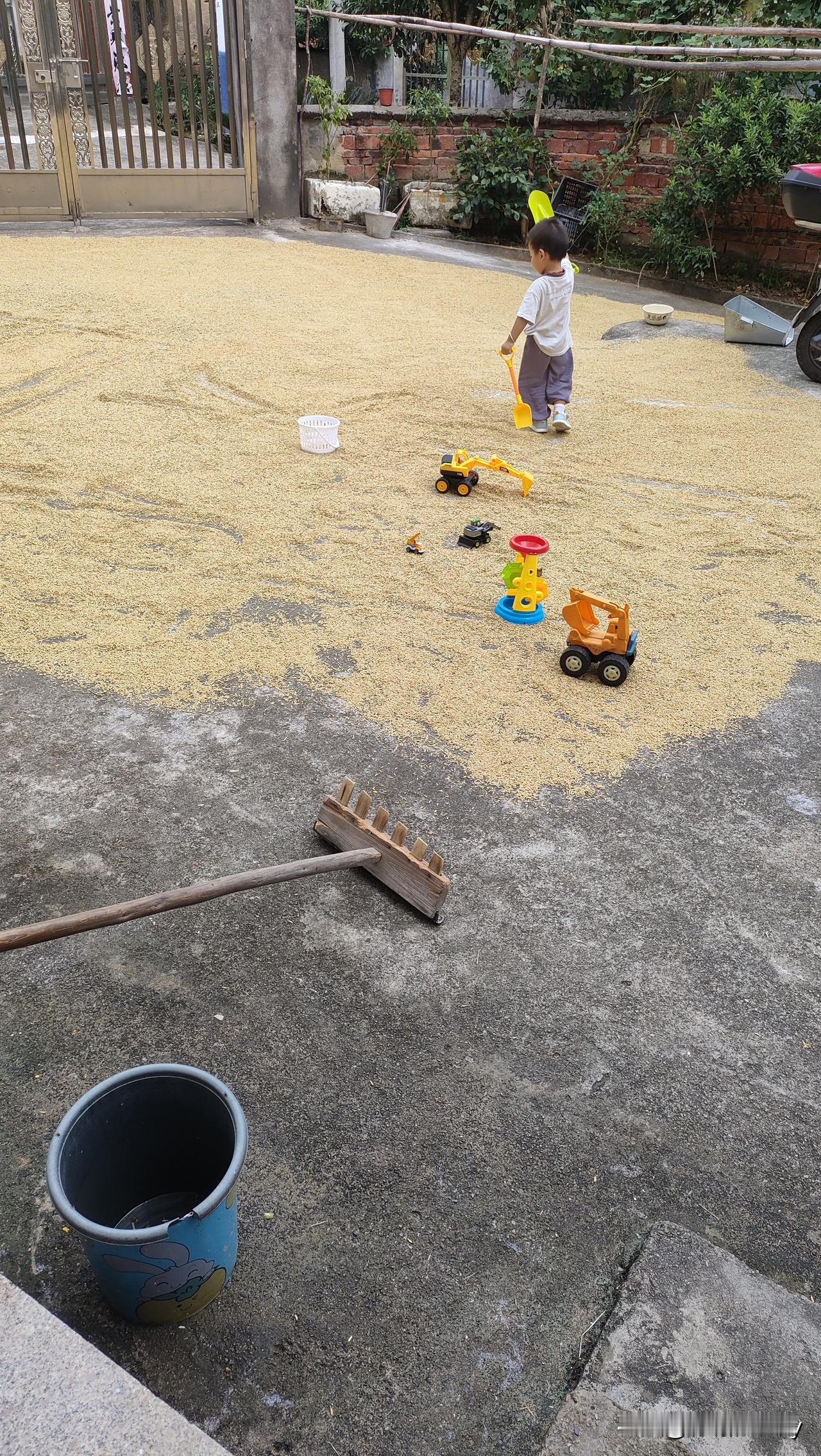 这是我家小宝贝第一次在稻谷上溜达