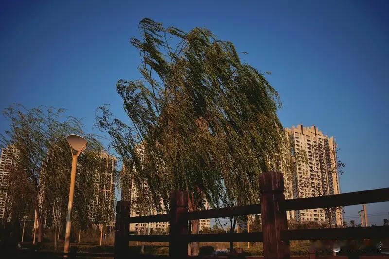 身为农民，最怕的事儿可太多了。九月风就是个大麻烦，九月本是收获季，可大风一刮，北