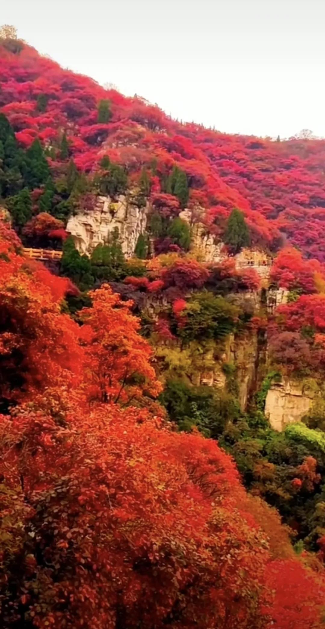 深秋是观赏红叶🍁的最佳季节#风景# #深秋中的艳丽# #秋日美景共享# #最美