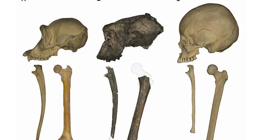 美国纽约大学等机构研究人员在《科学进展》杂志发表论文，通过对撒海尔人乍得种的肢体