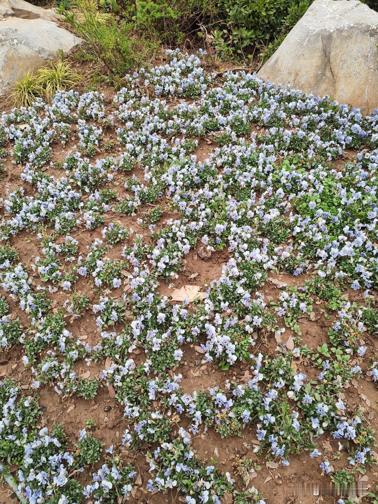 春天来到千年古都咸阳，百花齐放，草木葱茏，生机勃勃，一派繁荣景象！