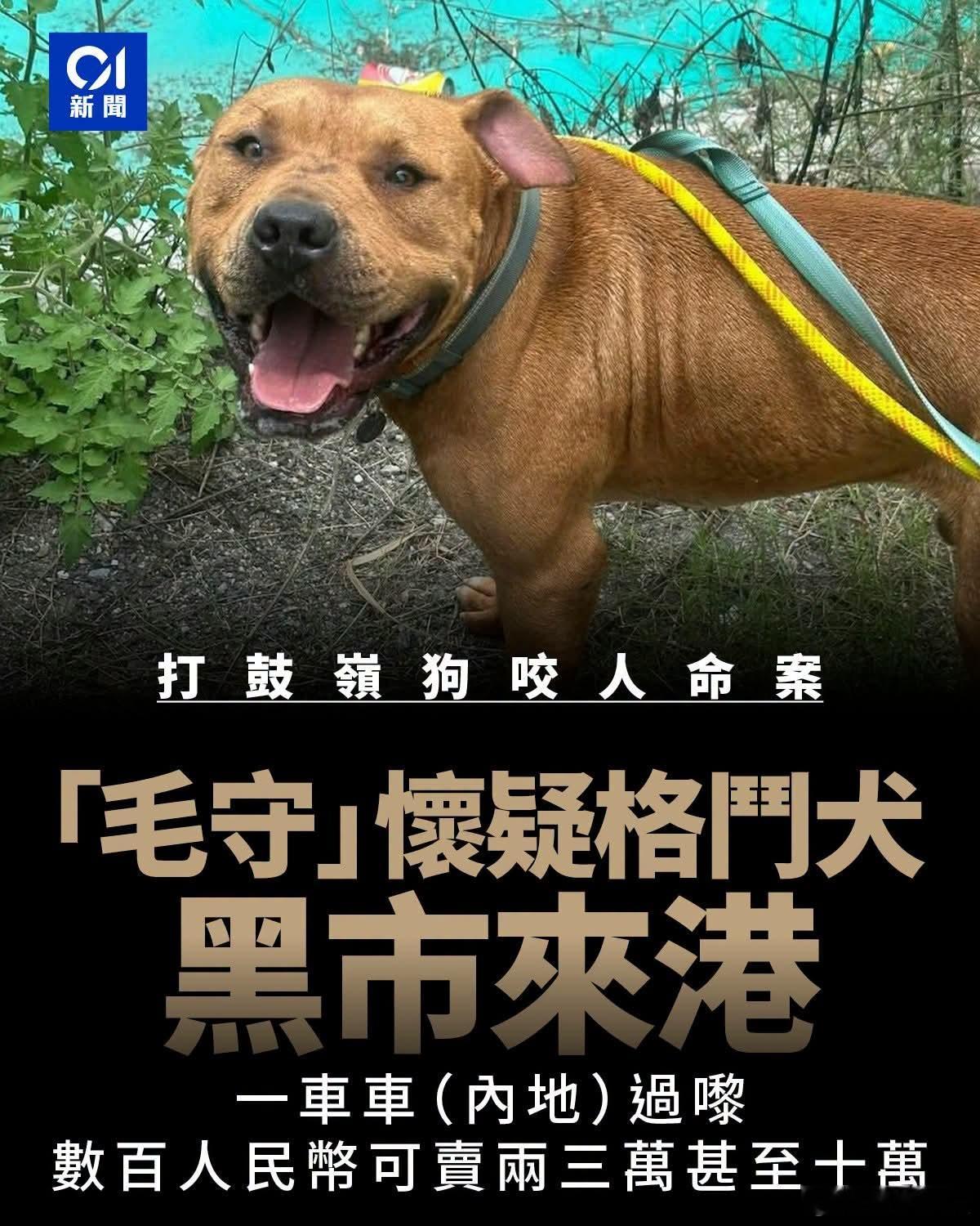 香港格斗犬咬死人，动保组织怀疑是内地走私香港一间宠物中心33岁女负责人惨被狗只咬