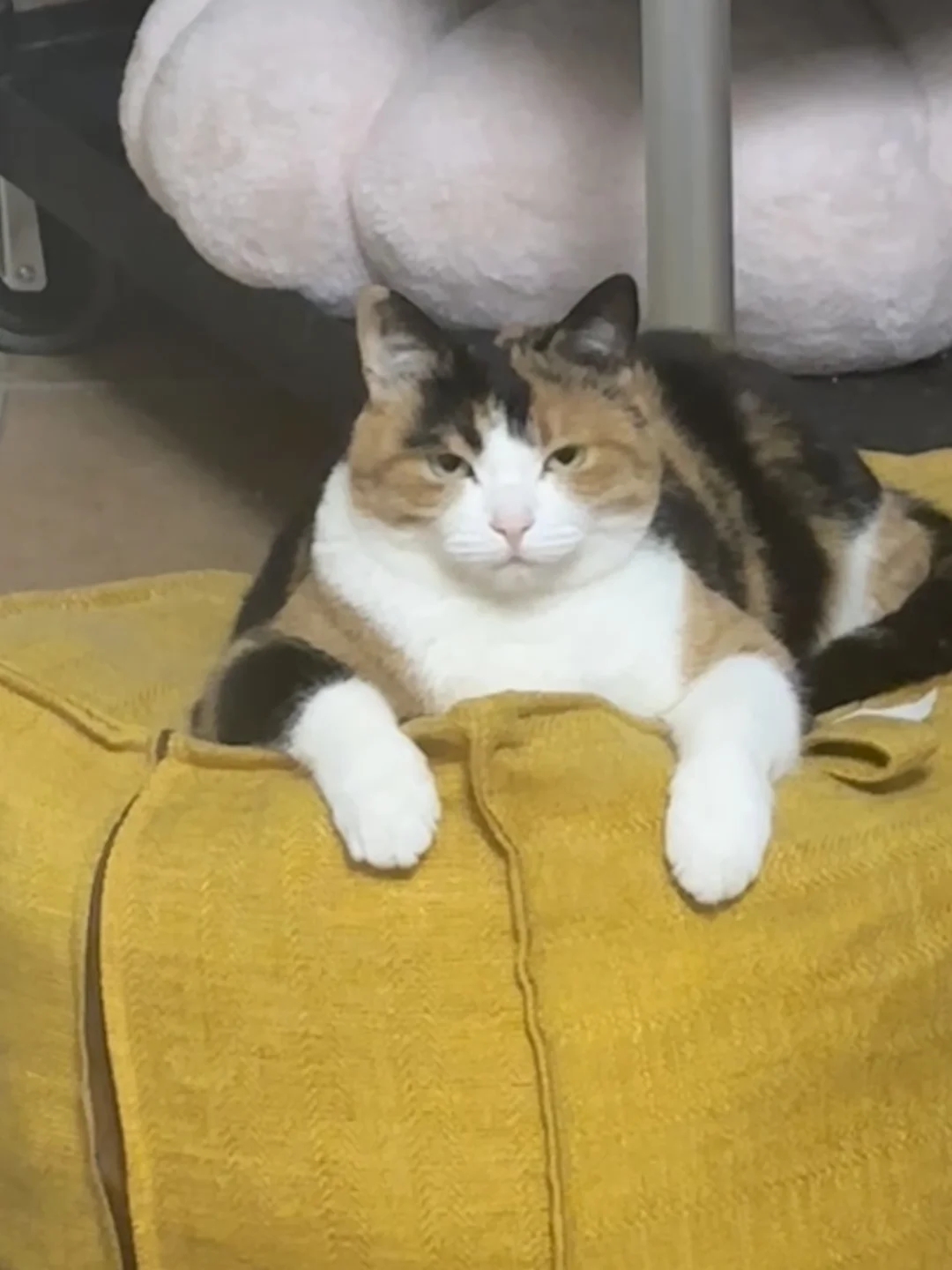 我等女猫占这一方领地 自是要称霸当主