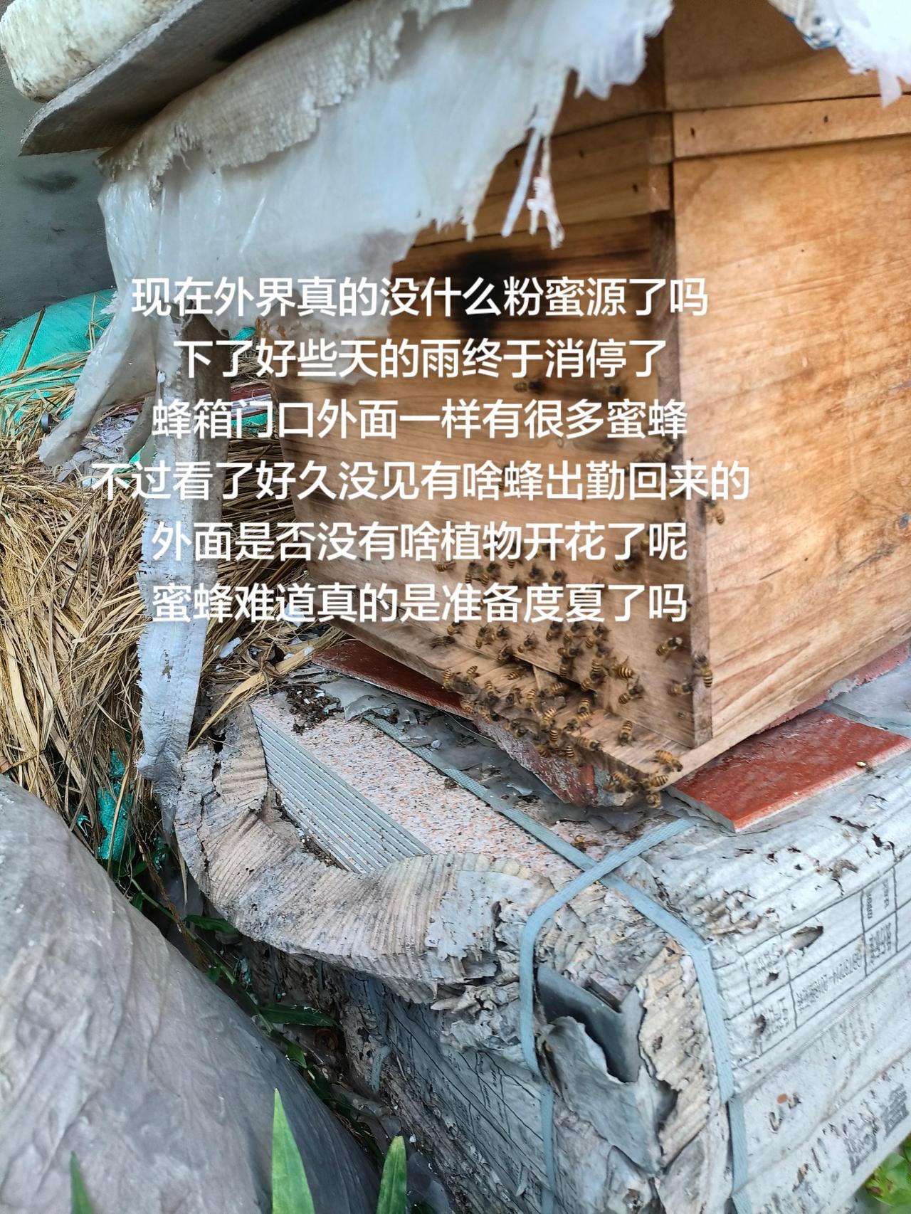 现在外界真的没什么粉蜜源了吗
下了好些天的雨终于消停了
蜂箱门口外面一样有很多蜜