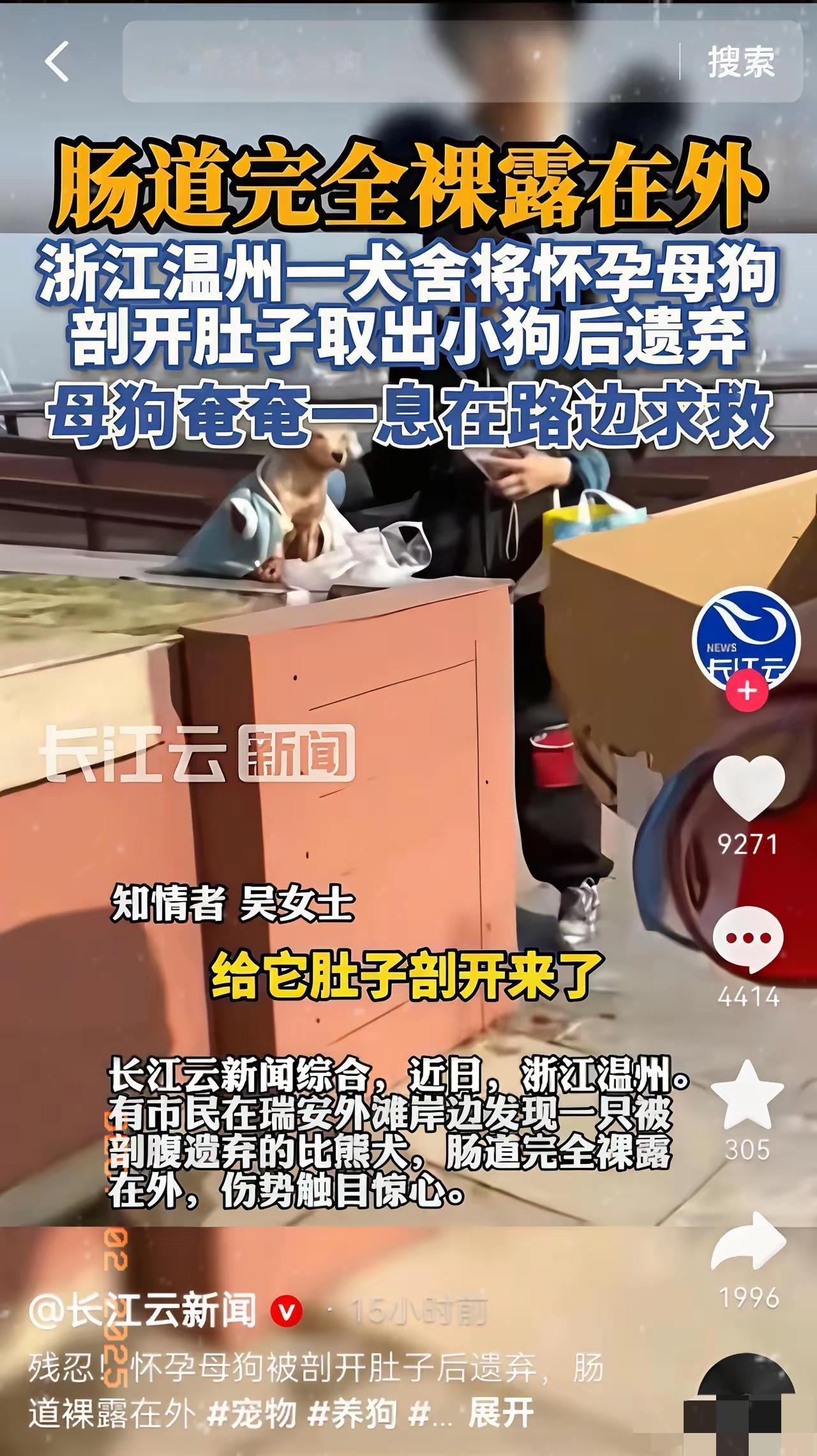 一只母狗难产，主人亲自进行剖腹，没有麻药，取出两只幼崽后，没有任何处理，把母狗装