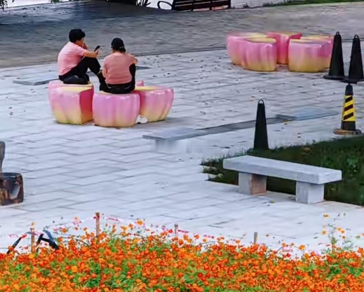 福州花海公园上新！粉色花瓣座椅来了 