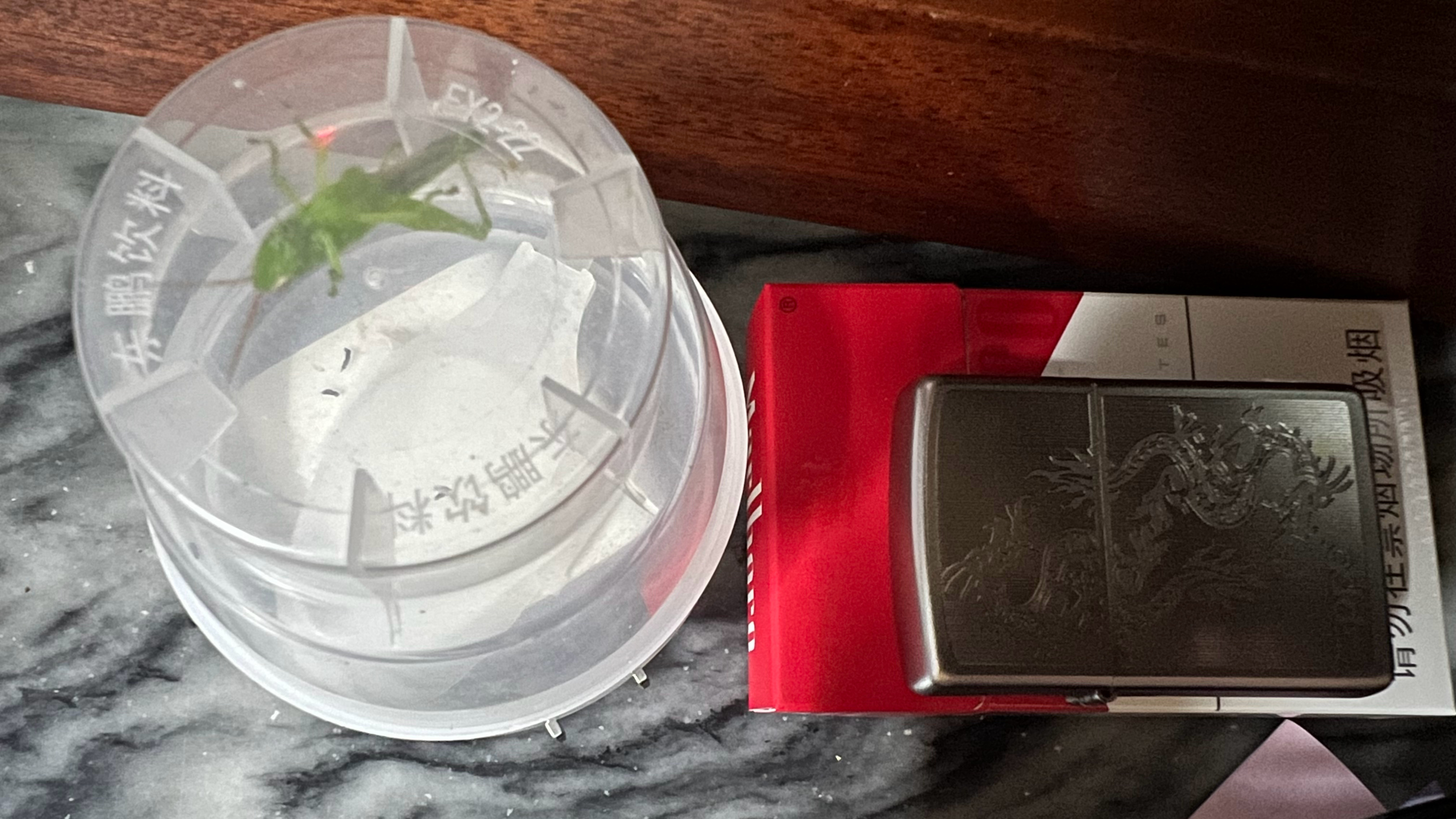 昆虫 若果我沒錢抽萬寶路我也做直播就這個草蜢都起碼可以播他奶奶一個禮拜如果有這麼