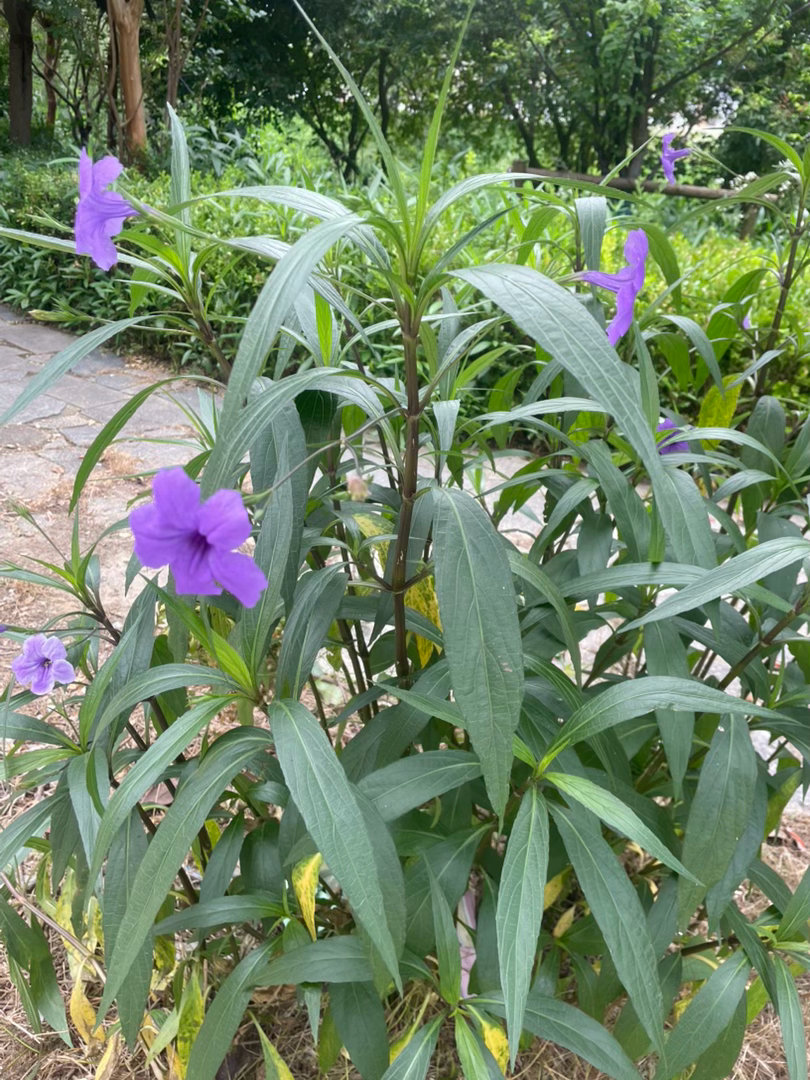 夏天的风，我永远记得清清楚楚的说你爱我 