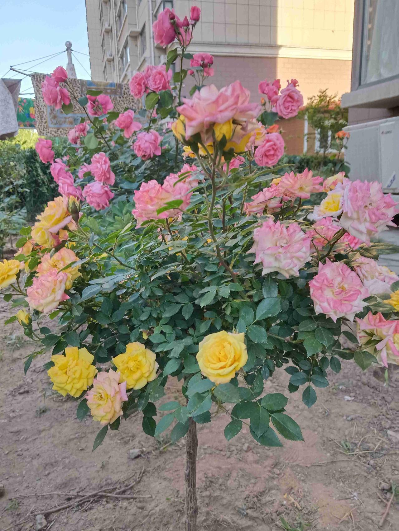 我的今日状态：😁轻松愉快
我这里的天气：☀️晴天