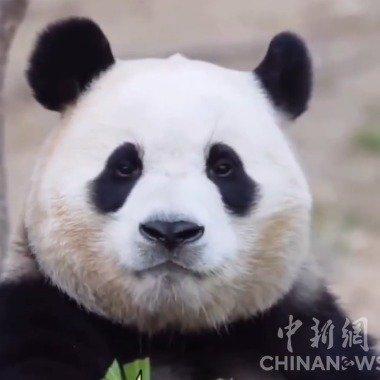 大熊猫福宝6岁生日快乐国宝熊猫 西安·华严寺